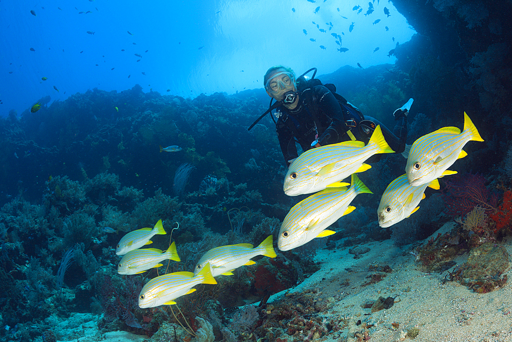 Shoal of Bluestripe Snapper, Lutjanus kasmira, New Ireland, Papua New Guinea