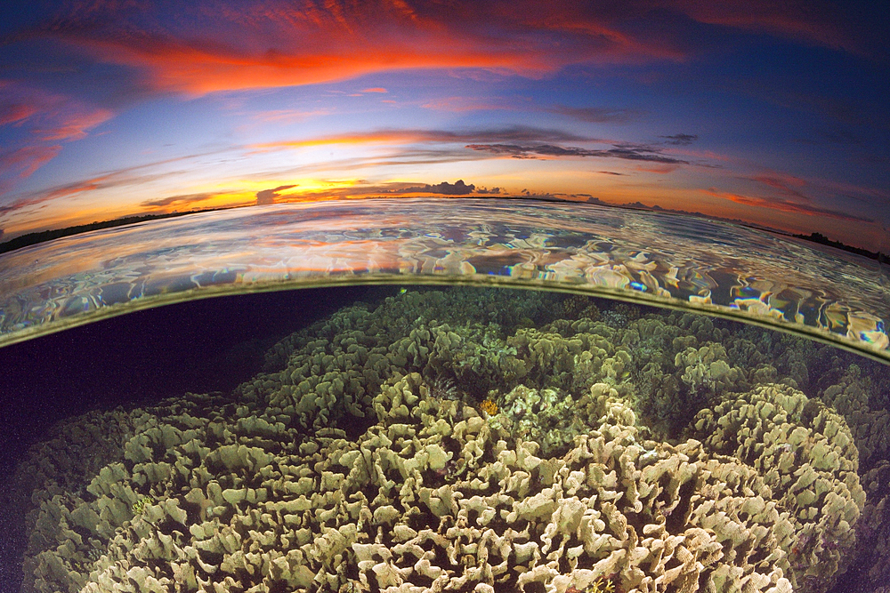 Coral Reef at Sunset, New Ireland, Papua New Guinea