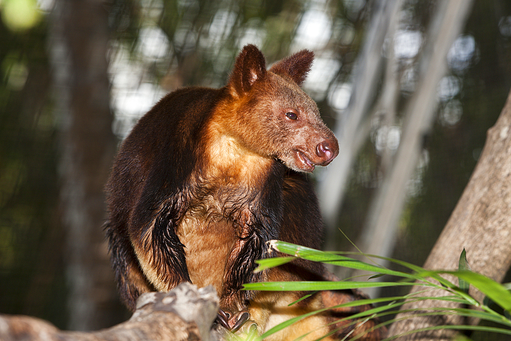 Goodfellows Tree-Kangaroo, Dendrolagus goodfellowii, Papua New Guinea