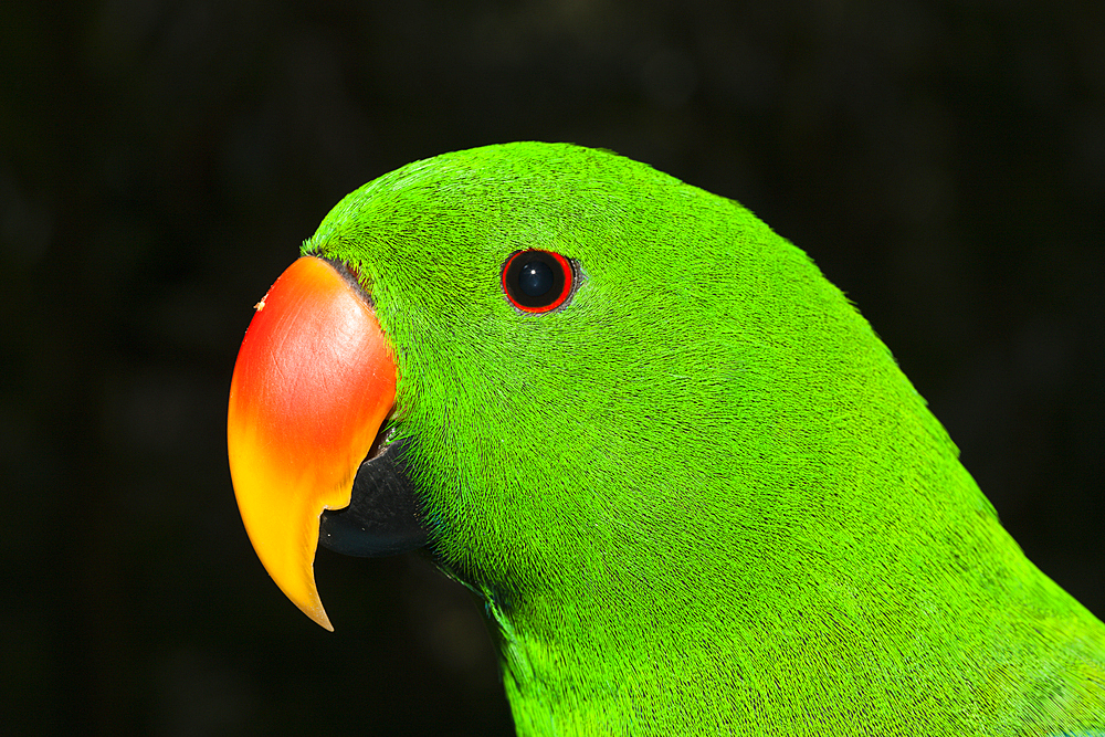 Eclectus Parrot, Eclectus roratus, Papua New Guinea