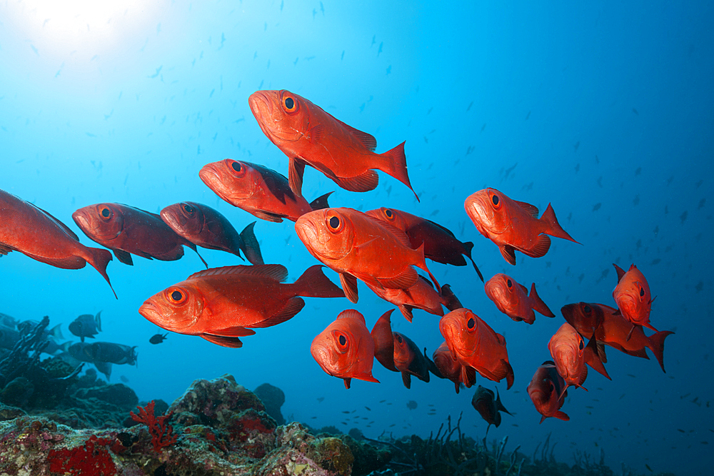 Shoal of Crescent-tail Bigeye, Priacanthus hamrur, North Male Atoll, Indian Ocean, Maldives