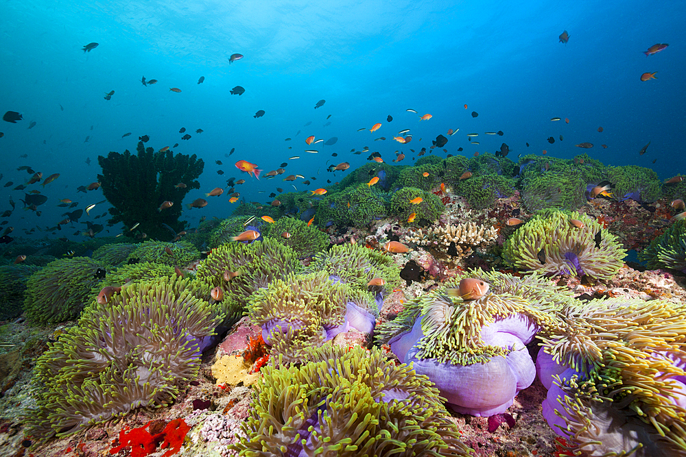 Maldives Anemonefishes, Amphiprion nigripes, North Ari Atoll, Indian Ocean, Maldives