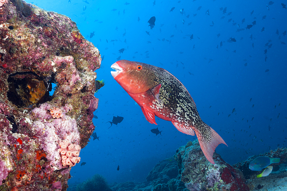 Redlip Parrotfish, Scarus rubroviolaceus, North Ari Atoll, Indian Ocean, Maldives