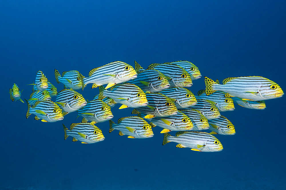 Shoal of Oriental Sweetlips, Plectorhinchus vittatus, North Ari Atoll, Indian Ocean, Maldives