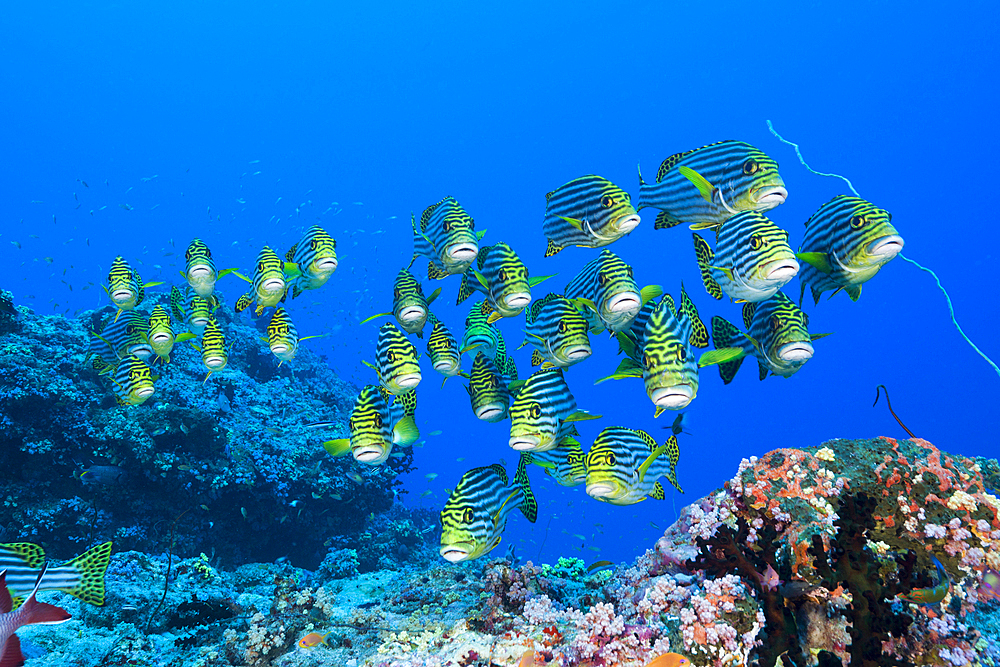 Shoal of Oriental Sweetlips, Plectorhinchus vittatus, North Ari Atoll, Indian Ocean, Maldives