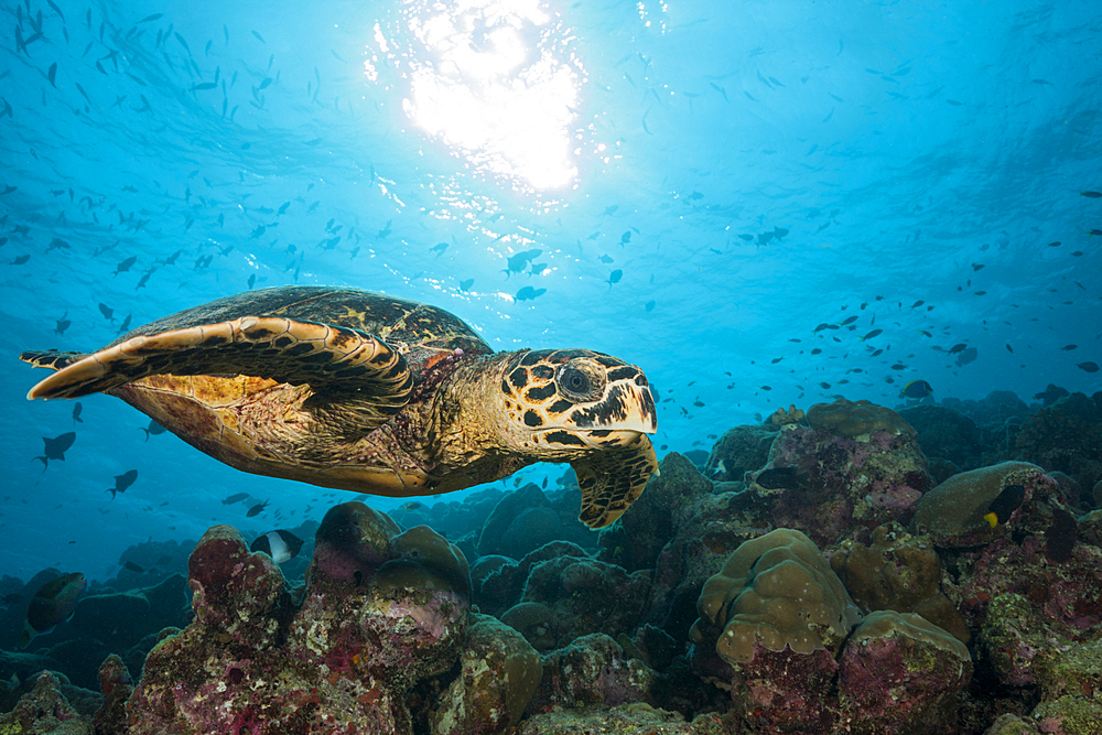 Hawksbill Sea Turtle, Eretmochelys imbricata, Felidhu Atoll, Indian Ocean, Maldives