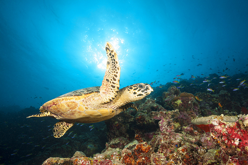 Hawksbill Sea Turtle, Eretmochelys imbricata, Felidhu Atoll, Indian Ocean, Maldives