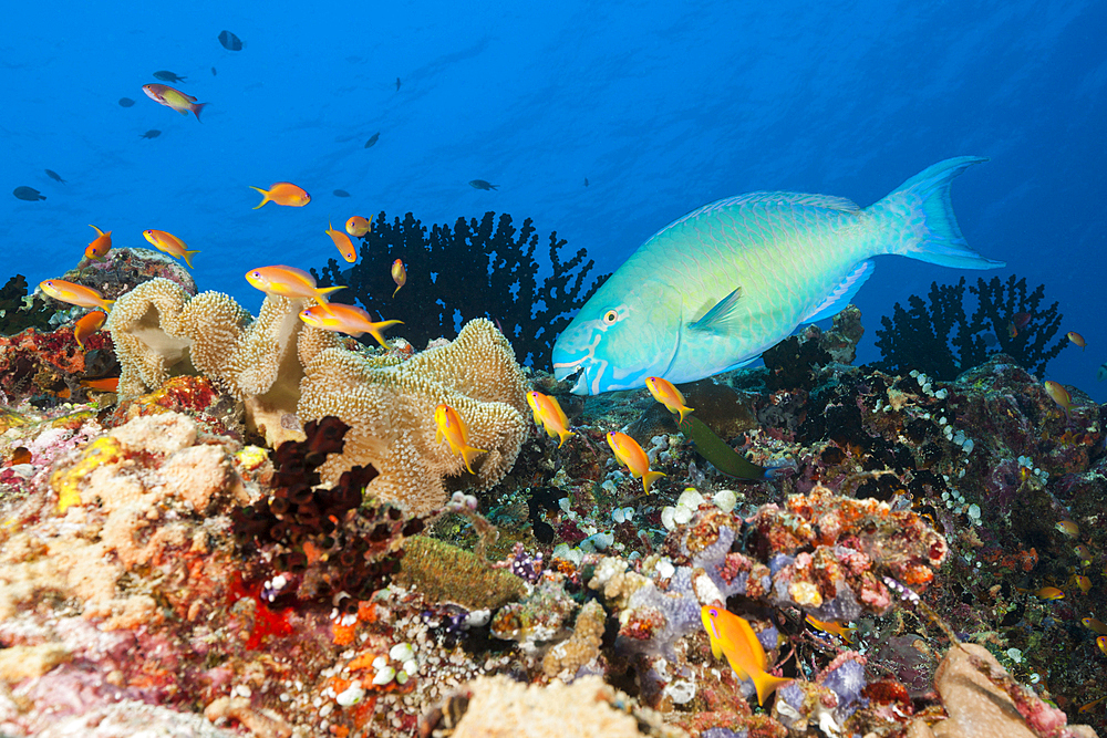 Redlip Parrotfish, Scarus rubroviolaceus, Felidhu Atoll, Indian Ocean, Maldives