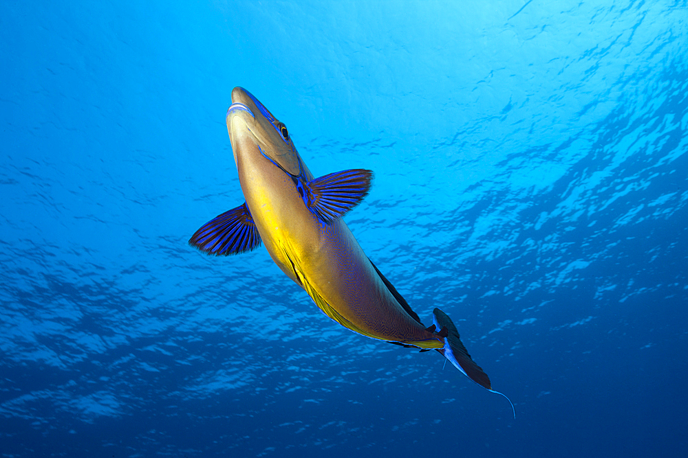 Bignose Unicornfish, Naso vlamingii, Felidhu Atoll, Indian Ocean, Maldives