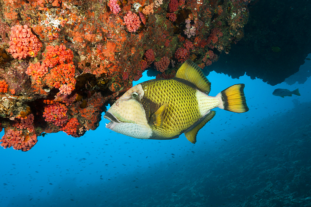 Green Titan Triggerfish, Balistoides viridescens, North Male Atoll, Indian Ocean, Maldives