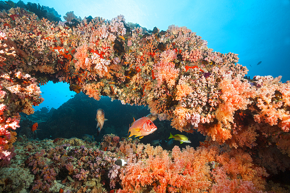 Colored Coral Reef, North Male Atoll, Indian Ocean, Maldives