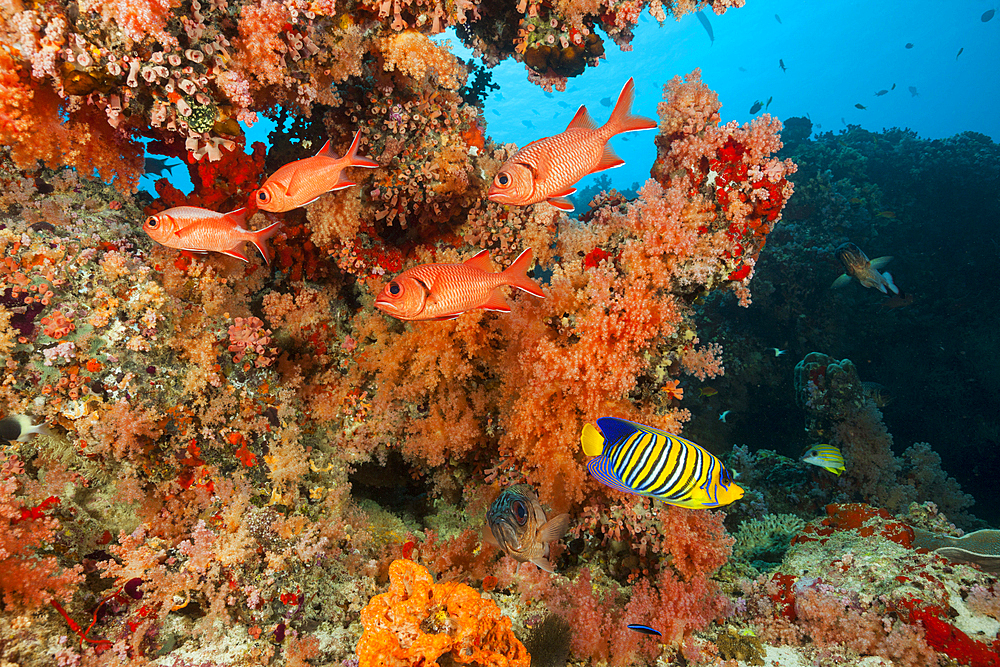 Colored Coral Reef, North Male Atoll, Indian Ocean, Maldives