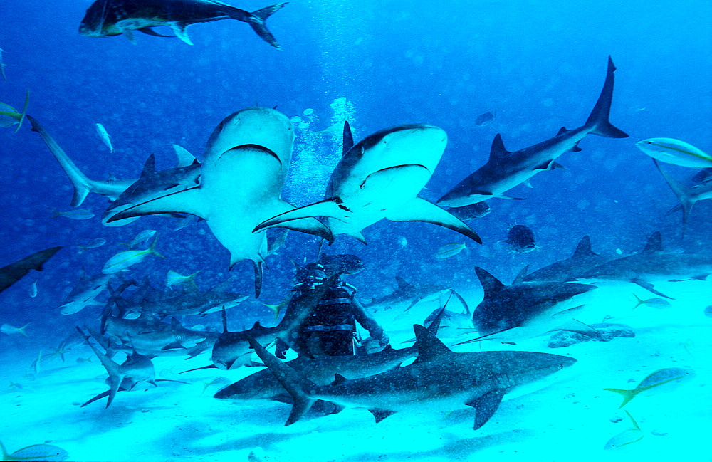 Caribbean reef shark, shark feeding, Carcharhinus perezi, Bahamas, Caribbean Sea