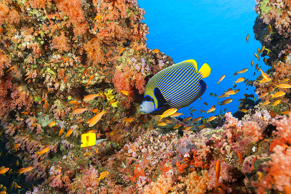 Emperor Angelfish, Pomacanthus imperator, South Male Atoll, Indian Ocean, Maldives