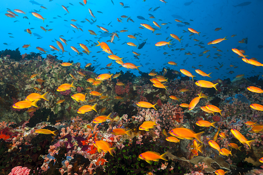 Colored Coral Reef, North Male Atoll, Indian Ocean, Maldives