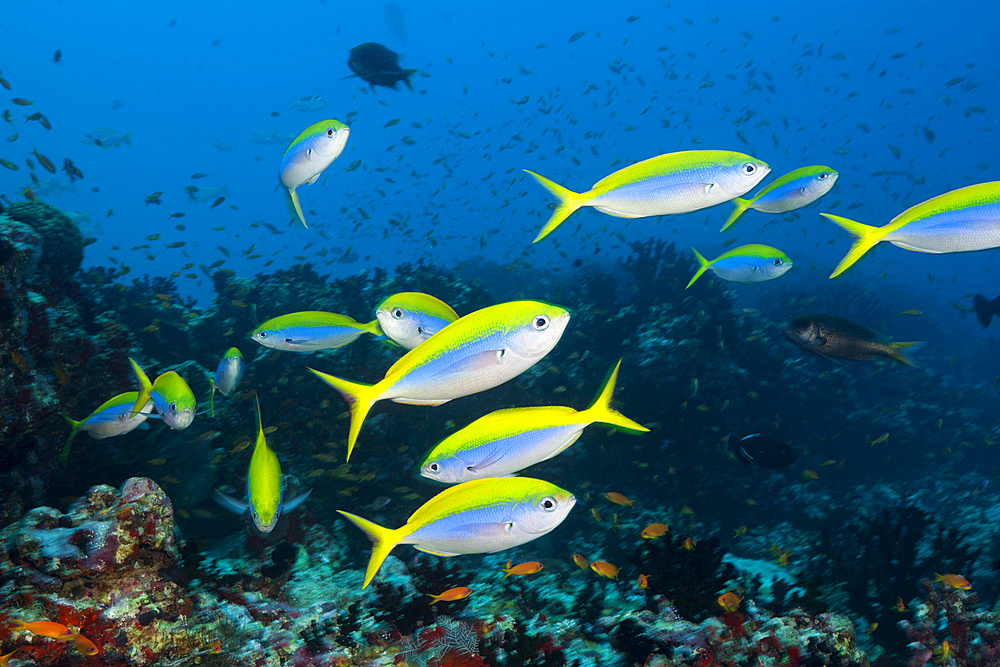 Shoal of Yellowback Fusiliers, Caesio teres, North Male Atoll, Indian Ocean, Maldives