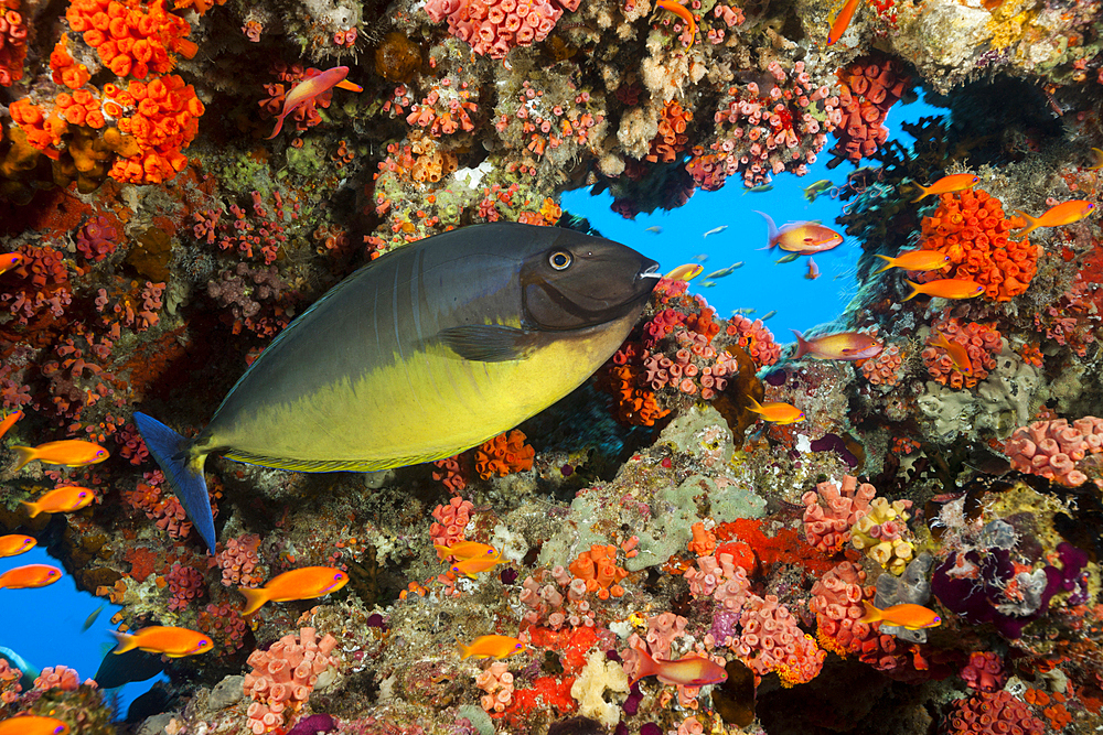 Sleek Unicornfish, Naso Hexacanthus, North Male Atoll, Indian Ocean, Maldives