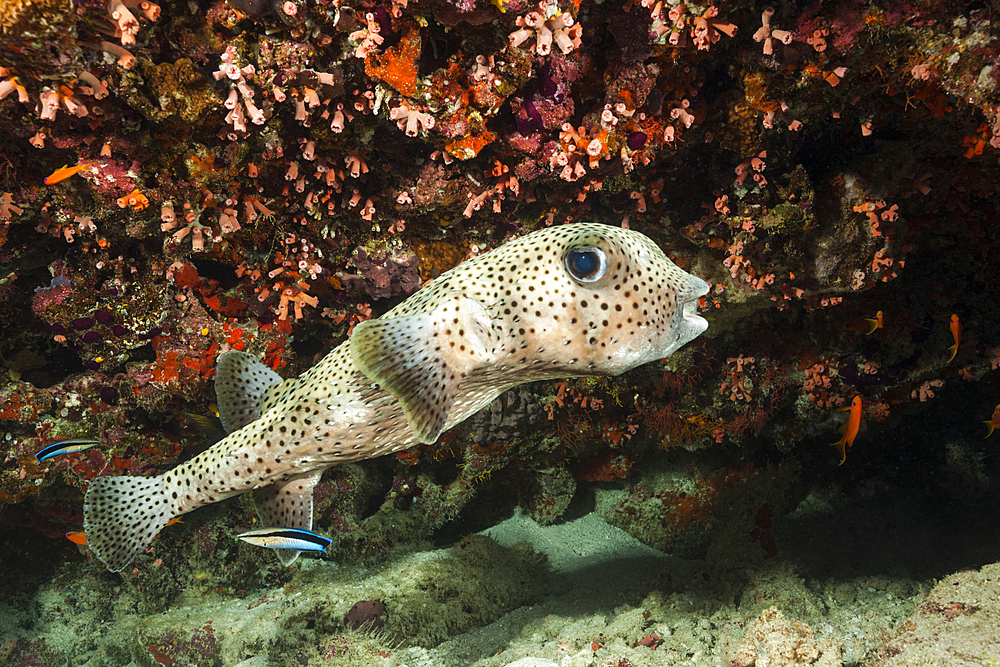 Porcupinefish cleaned by cleander fish, Diodon hystrix, North Male Atoll, Indian Ocean, Maldives