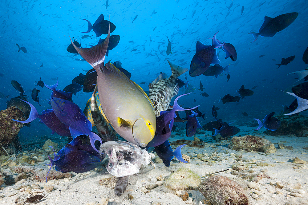 Coral fish eat fish bait, Acanthurus xanthopterus, North Male Atoll, Indian Ocean, Maldives