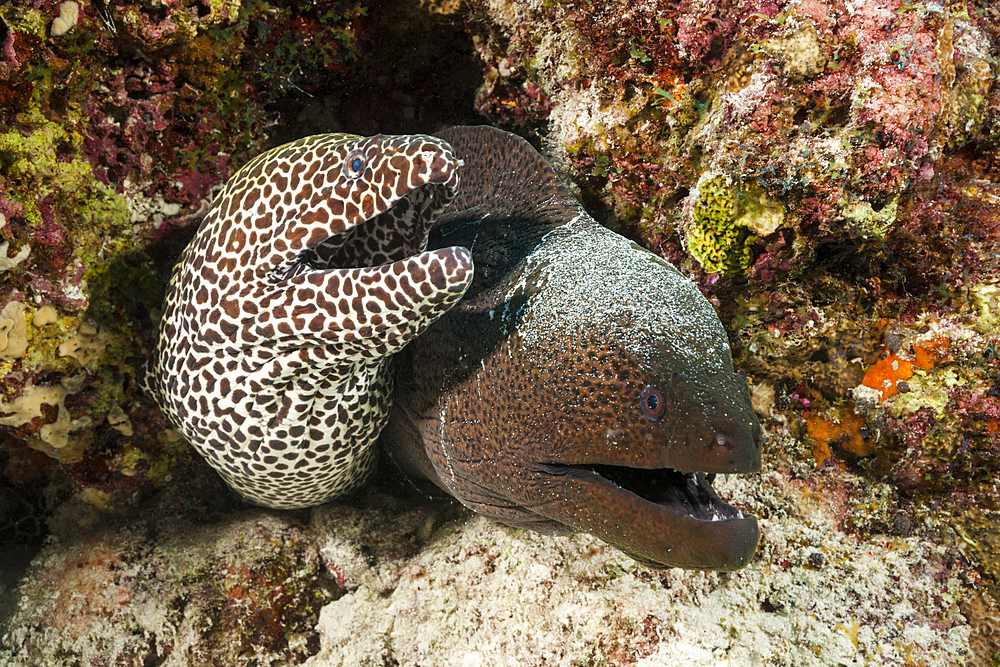 Honeycomb Moray and Giant Moray, Gymnothorax favagineus, Gymnothorax javanicus, North Male Atoll, Indian Ocean, Maldives