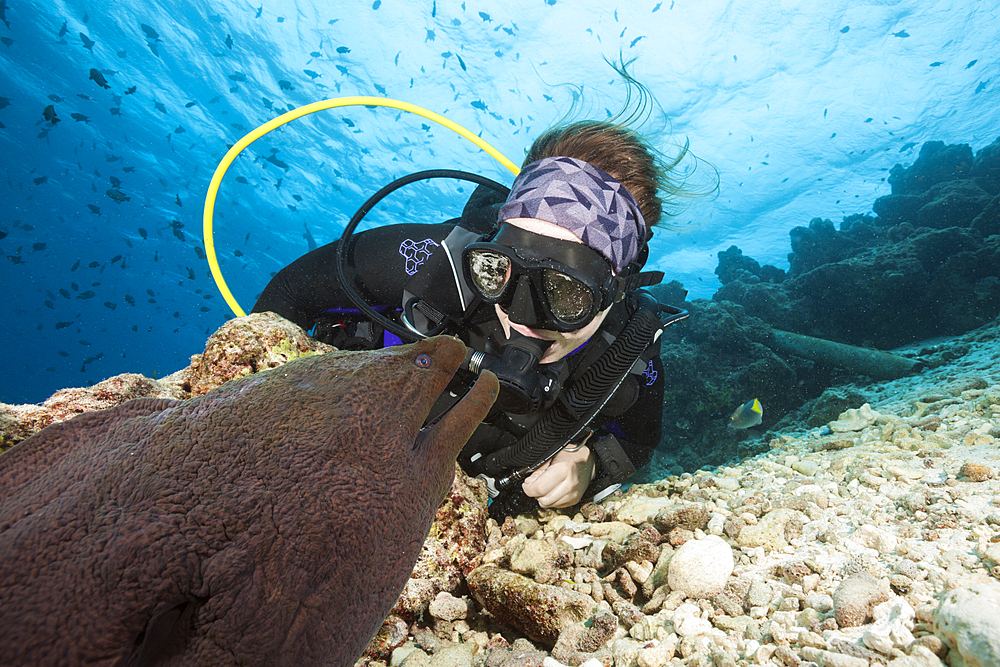 Scuba diver and Giant Moray, Gymnothorax javanicus, North Male Atoll, Indian Ocean, Maldives