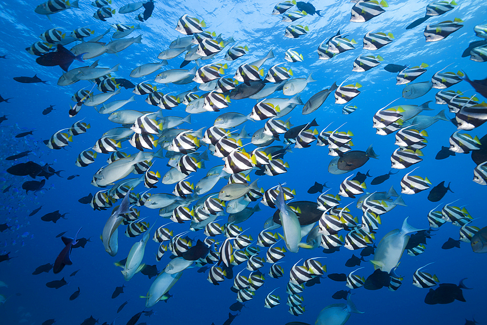 Shoal of Pennant Bannerfish, Heniochus diphreutes, North Male Atoll, Indian Ocean, Maldives