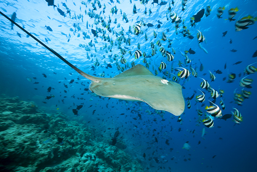 Pink Whipray, Pateobatis fai, North Male Atoll, Indian Ocean, Maldives