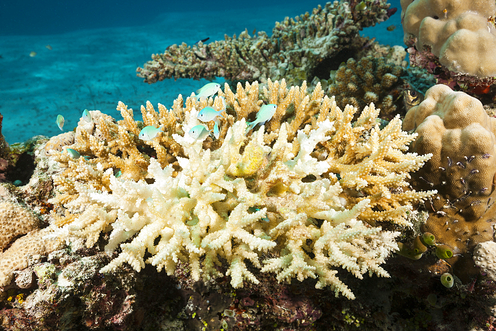 Coral bleached on reef top, Felidhu Atoll, Indian Ocean, Maldives