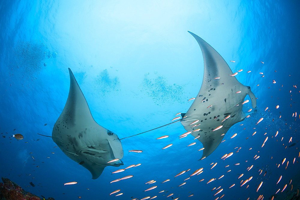 Reef Manta Ray, Manta alfredi, North Ari Atoll, Indian Ocean, Maldives