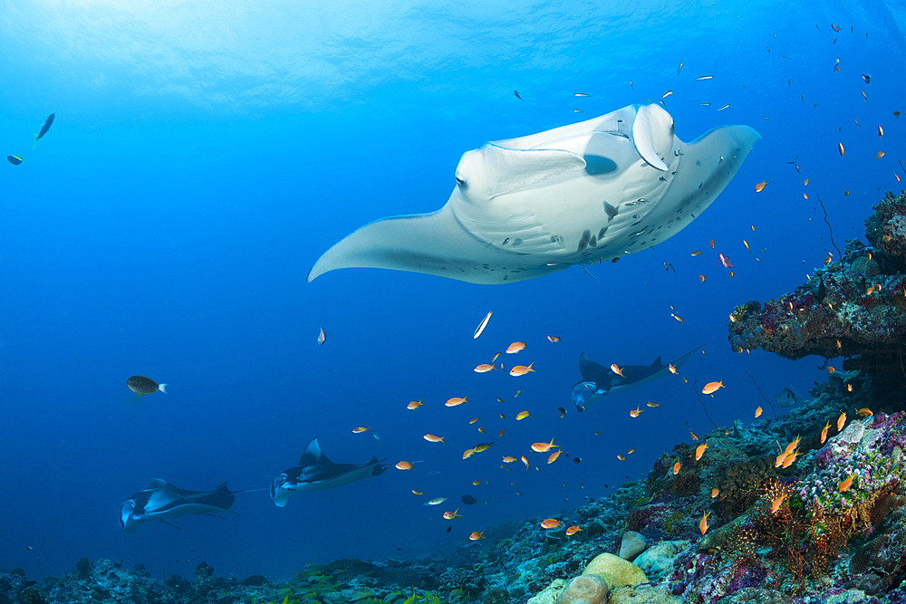 Reef Manta Ray, Manta alfredi, North Ari Atoll, Indian Ocean, Maldives