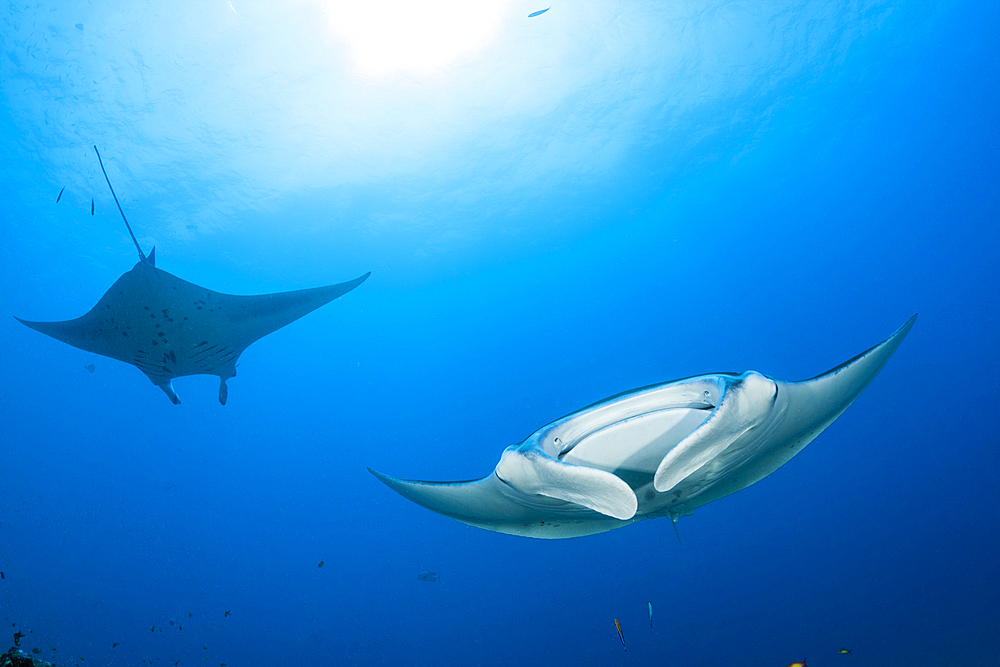 Reef Manta Ray, Manta alfredi, North Ari Atoll, Indian Ocean, Maldives