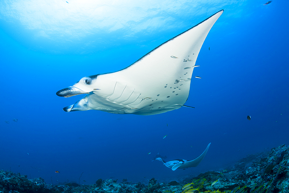 Reef Manta Ray, Manta alfredi, North Ari Atoll, Indian Ocean, Maldives