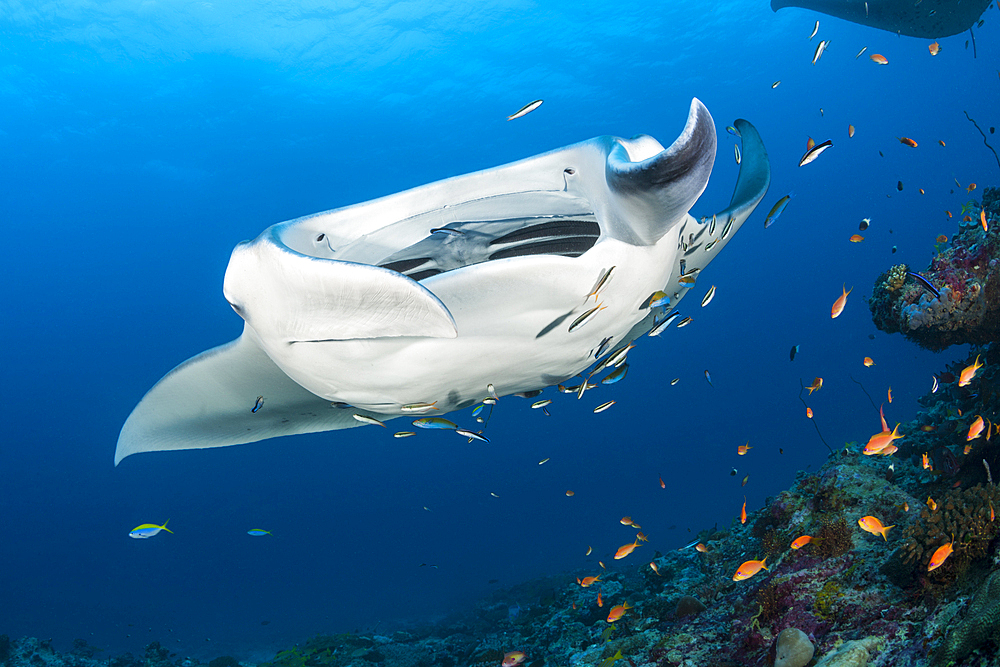 Reef Manta Ray, Manta alfredi, North Ari Atoll, Indian Ocean, Maldives