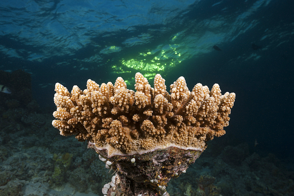 Hard Coral, North Ari Atoll, Indian Ocean, Maldives