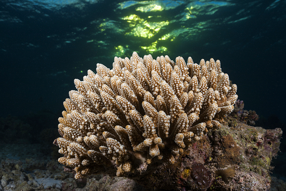 Hard Coral, North Ari Atoll, Indian Ocean, Maldives