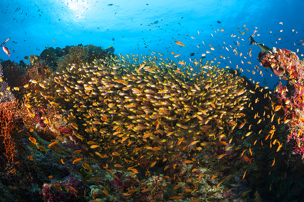 Pygmy Sweeper Shoal, North Ari Atoll, Indian Ocean, Maldives