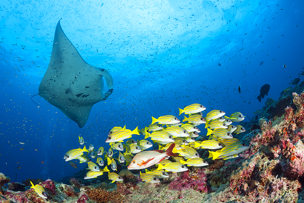 Reef Manta Ray, Manta alfredi, North Ari Atoll, Indian Ocean, Maldives