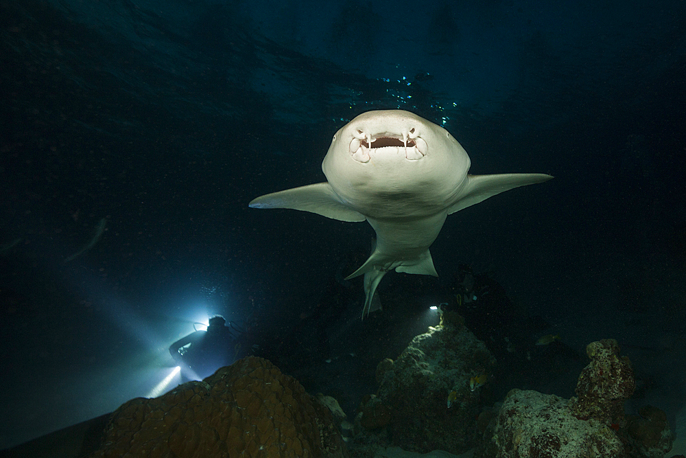 Nurse Shark at Night, Nebrius ferrugineus, Felidhu Atoll, Indian Ocean, Maldives