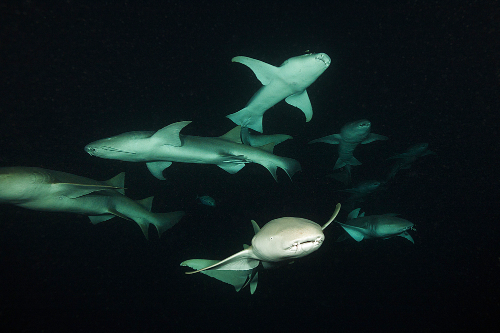 Nurse Shark at Night, Nebrius ferrugineus, Felidhu Atoll, Indian Ocean, Maldives