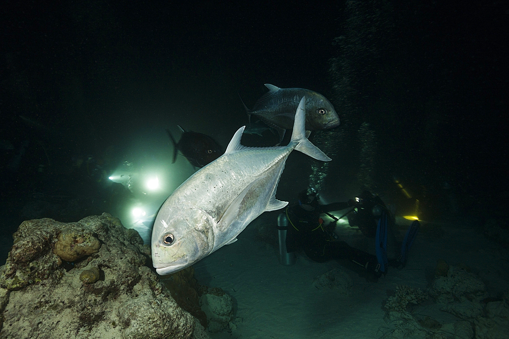 Bigeye Trevally hunting at Night, Caranx sexfasciatus, Felidhu Atoll, Indian Ocean, Maldives