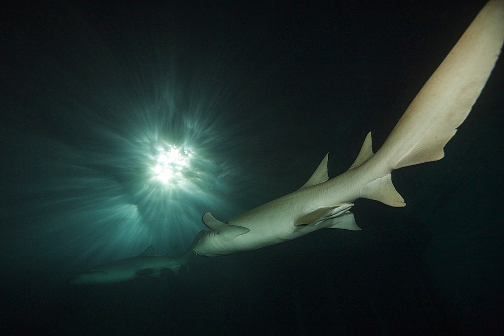 Nurse Shark at Night, Nebrius ferrugineus, Felidhu Atoll, Indian Ocean, Maldives