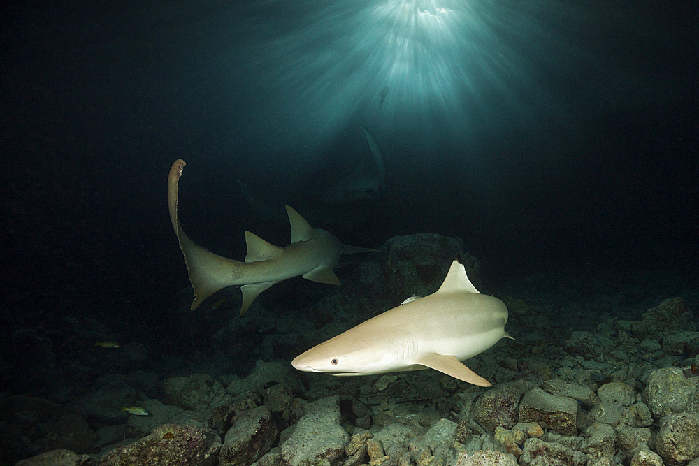 Blacktip Reef Shark, Carcharhinus melanopterus, Felidhu Atoll, Indian Ocean, Maldives