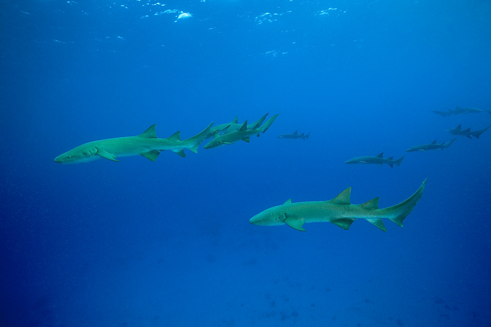 Nurse Shark, Nebrius ferrugineus, Felidhu Atoll, Indian Ocean, Maldives