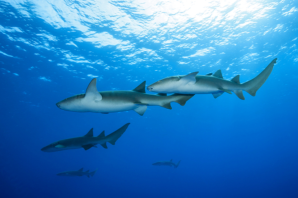 Nurse Shark, Nebrius ferrugineus, Felidhu Atoll, Indian Ocean, Maldives