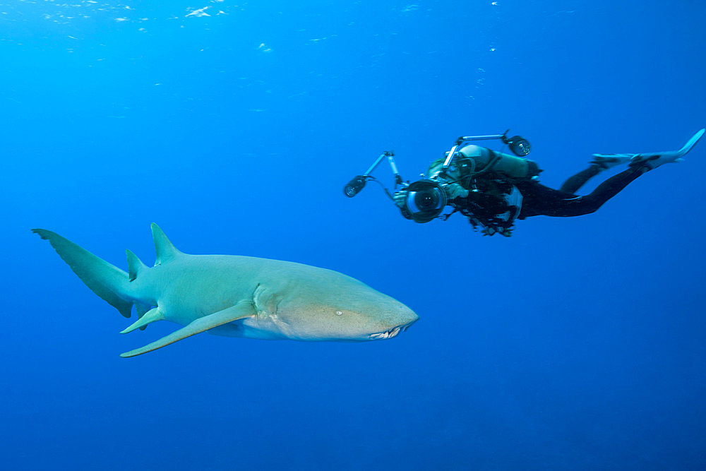 Scuba Diver and Nurse Shark, Nebrius ferrugineus, Felidhu Atoll, Indian Ocean, Maldives