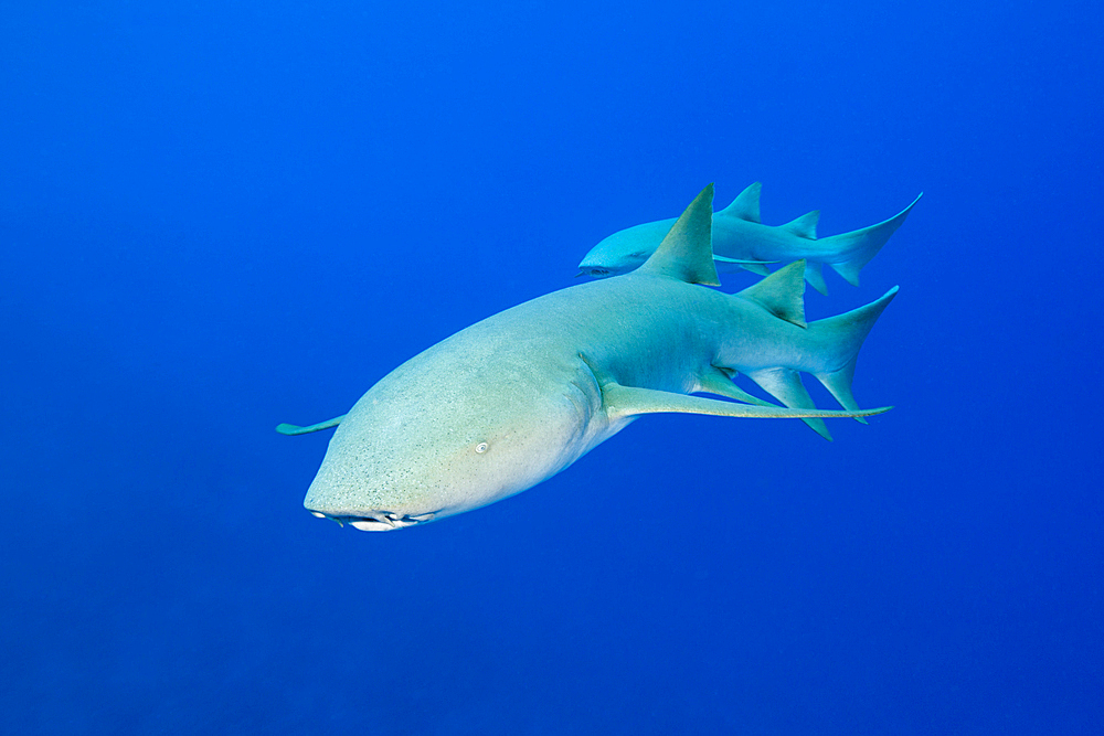 Nurse Shark, Nebrius ferrugineus, Felidhu Atoll, Indian Ocean, Maldives