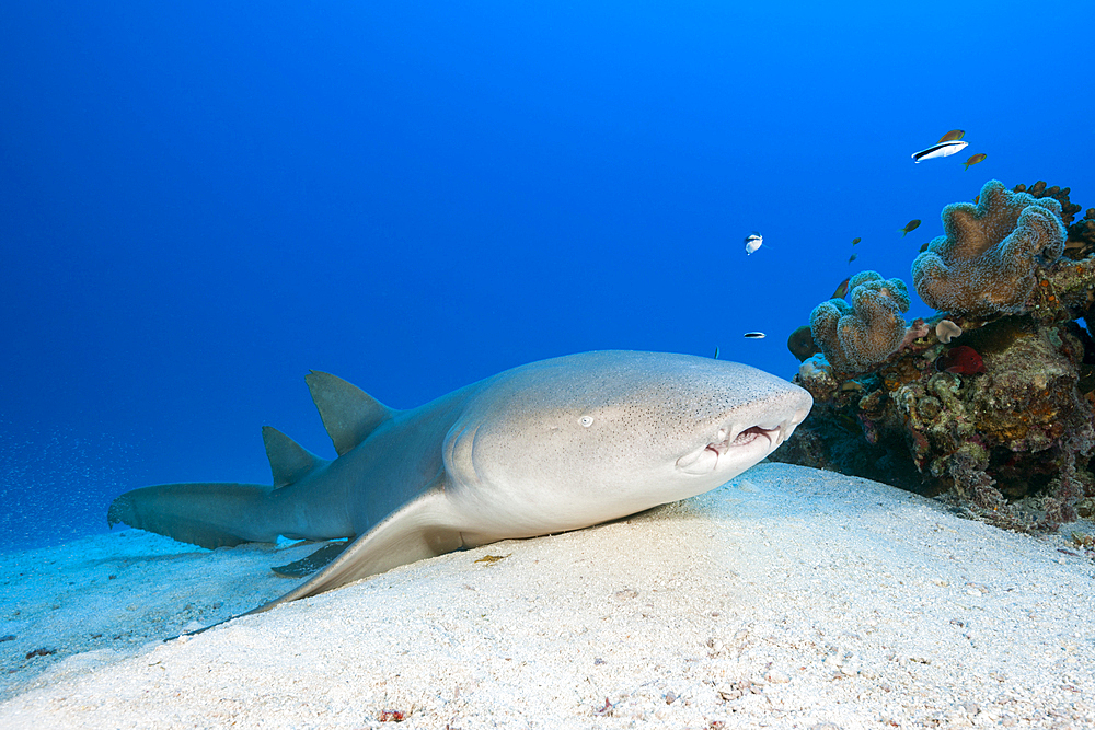 Nurse Shark, Nebrius ferrugineus, Felidhu Atoll, Indian Ocean, Maldives