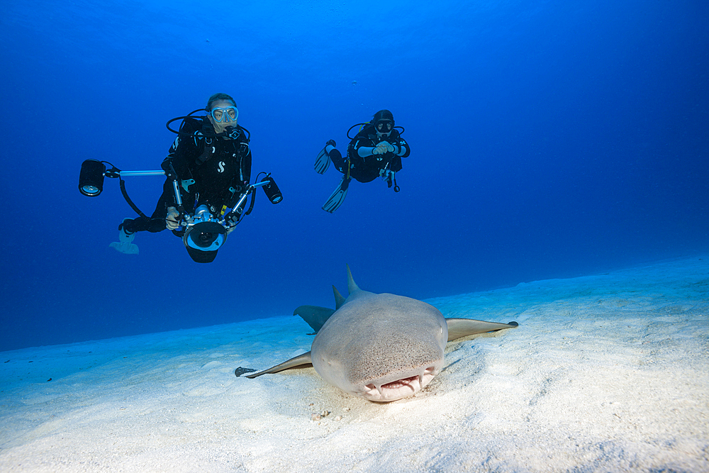 Scuba Diver and Nurse Shark, Nebrius ferrugineus, Felidhu Atoll, Indian Ocean, Maldives