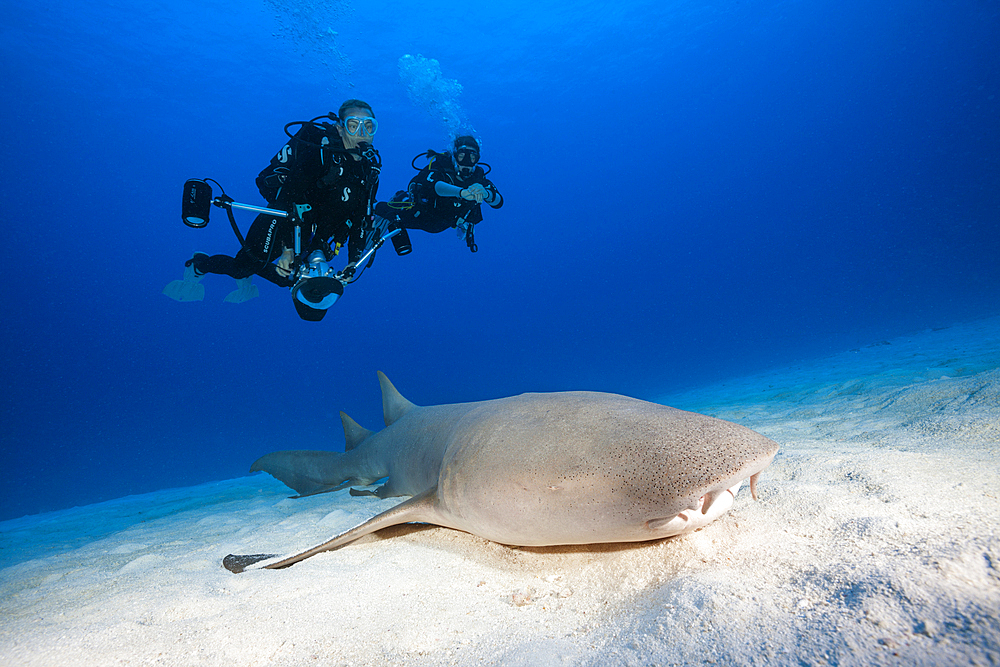 Scuba Diver and Nurse Shark, Nebrius ferrugineus, Felidhu Atoll, Indian Ocean, Maldives