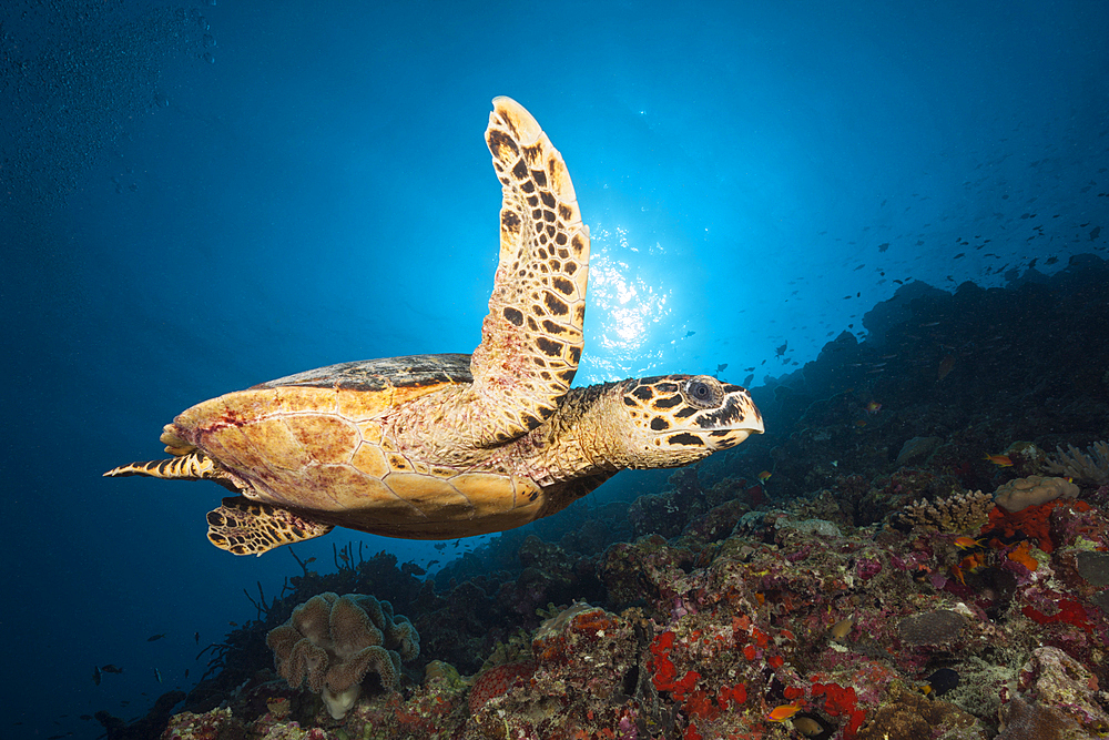 Hawksbill Sea Turtle, Eretmochelys imbricata, South Male Atoll, Indian Ocean, Maldives